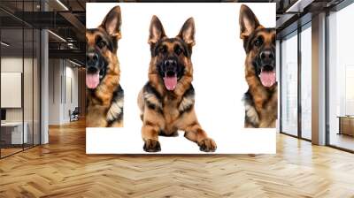 Smiling adult german shepherd dog, pedigree dog breed  white background Wall mural